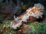 Chromodoris albopunctata