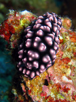 Phyllidiella pustulosa