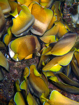 Chaetodon kleinii - Weißpunkt-Falterfisch