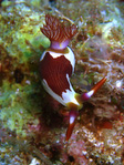 Nembrotha purpureolineata