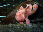 Antennarius pictus - Rundflecken Anglerfisch (bemalter Fühlerfis