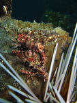 Dendrochirus brachypterus cf. - Kurzflossen Zwergfeuerfisch