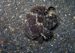 Antennarius pictus - Rundflecken Anglerfisch (bemalter Fühlerfisch)