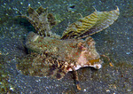 Dactylopus dactylopus - Fingered dragonet