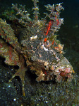 Inimicus didactylus - Finger-Teufelsfisch