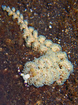 Pteraeolidia ianthina