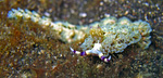 Pteraeolidia ianthina