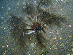Neothyonidium magnum - Seewalze