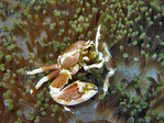 Neopetrolisthes maculata - Anemonenkrebs