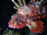 Dendrochirus brachypterus - Kurzflossen Zwergfeuerfisch