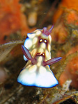 Chromodoris hintuanensis