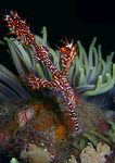 Solenostomus paradoxus - Schmuck-Geisterpfeifenfisch