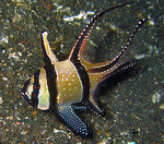 Pterapogon kauderni - Banggai Kardinalfisch