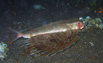 Dactyloptena orientalis - Oriental Knurrhahn