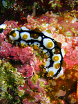 Bohadschia graeffei juvenile - Strichel Seewalze (Jungtier)