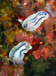 Chromodoris lochi