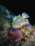 Chromodoris kuniei