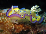 Chromodoris kuniei