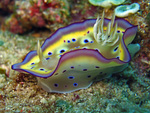 Chromodoris kuniei