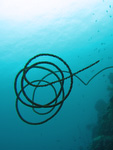 Junceella fragilis - Peitschenkoralle