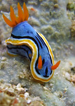 Chromodoris annae