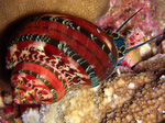 Turbo petholatus - Katzenaugeschnecke