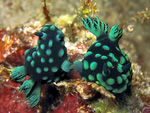 Nembrotha cristata - Grüne Samt-Neonsternschnecke