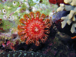 Acanthaster planci - Dornenkrone