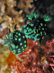 Nembrotha cristata - Grüne Samt-Neonsternschnecke