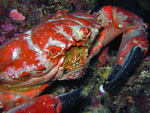 Etisus splendidus - Glanz-Rundkrabbe
