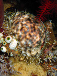 Cypraea tigris - Tiger Cowrie