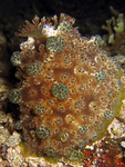 Dendrodoris sp.