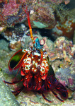 Odontodactylus scyllarus - Heuschreckenkrebs (Schmetterer)