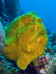 Antennarius commerson - Riesen-Anglerfisch