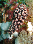 Phyllidiella pustulosa