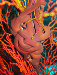 Astroboa ernae - Gorgonenhaupt
