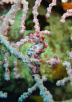 Hippocampus bargibanti - Zwerg-Seepferdchen