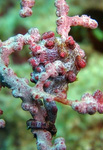 Hippocampus bargibanti - Zwerg-Seepferdchen
