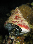 Tectus triserialis - Spitzkreiselschnecke