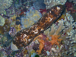 Holothuria aculeata - Stachlige Seewalze