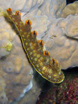 Bornella anguilla - Nudi-Fish