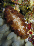 Marionia sp.