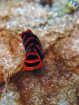 Philinopsis sp.