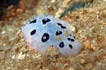Phyllidia babai