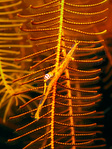 Periclimenes tenuis - Haarstern Partnergarnele