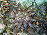 Acanthaster planci - Dornenkrone