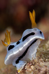 Chromodoris dianae