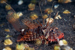 Parapterois heterura - Blauflossen-Feuerfisch