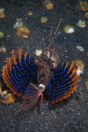 Parapterois heterura - Blauflossen-Feuerfisch