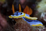 Chromodoris annae